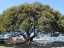 moreton_bay_fig_tree