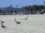 sea_gulls